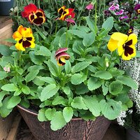 Autumn Containers & Baskets