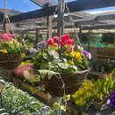 Autumn Hanging Basket 