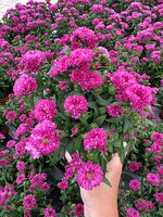Autumn Pot Bedding