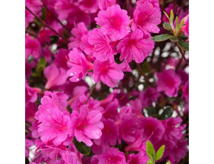 Azalea Evergreen Amoena