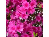 Azalea Evergreen Amoena