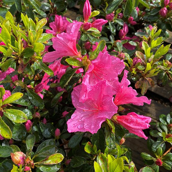 Azalea Evergreen Dearest (Hyde)