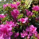 Azalea Evergreen Flower Arranger (Hyde)