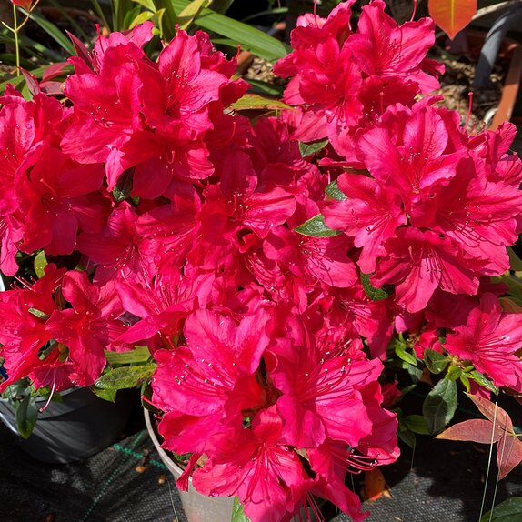 Azalea Evergreen George Arends