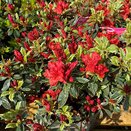 Azalea Evergreen Hot Shot