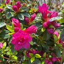 Azalea Evergreen Magic Flute