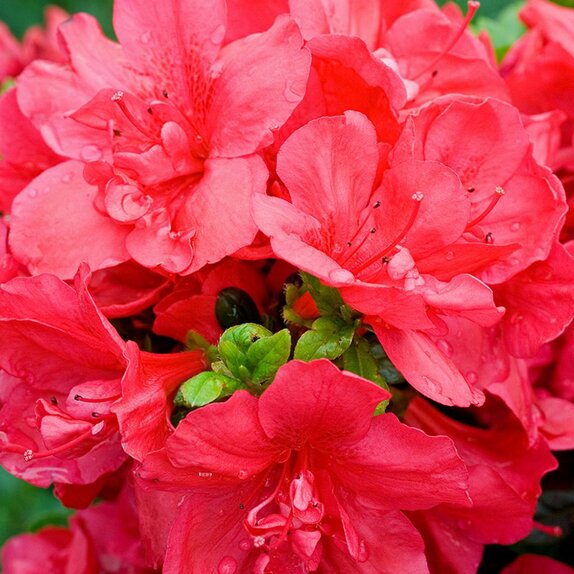 Azalea Evergreen Mothers Day