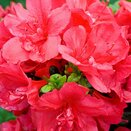 Azalea Evergreen Mothers Day