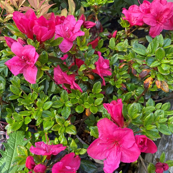 Azalea Evergreen Purple Cushion