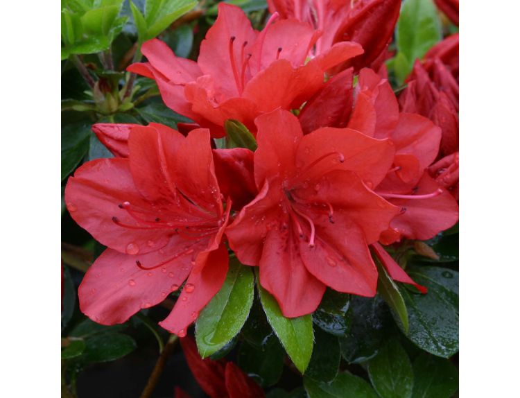 Azalea Evergreen Torchlight