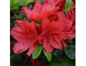 Azalea Evergreen Torchlight
