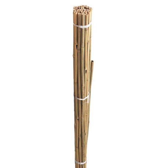 Bamboo Canes 60cm 20pk