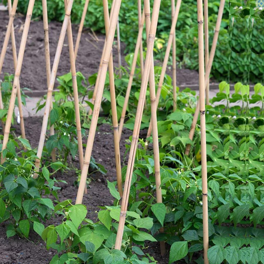 Bamboo Garden Canes Premium 3ft/90cm (18) Knights Garden Centres