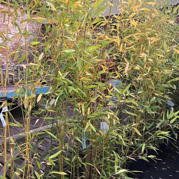 Bamboo Phyllostachys Aurea 9-12 litre pot