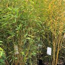 Bamboo Phyllostachys Aurea 18 litre pot