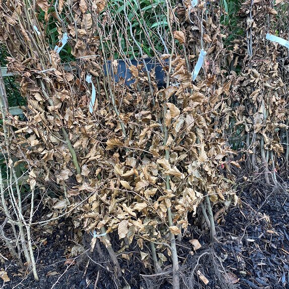 Bare root Hedging Beech (Fagus sylvatica) - image 2