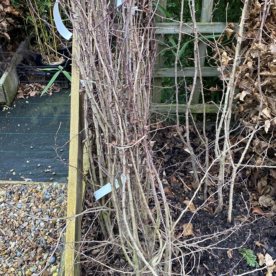 Bare root hedging hawthorn crataegus monogyna knights garden centres
