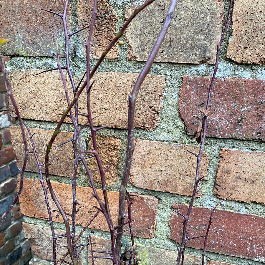 Bare root hedging hawthorn crataegus monogyna knights garden centres