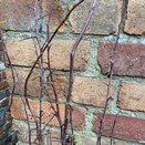 Bare root Hedging Hawthorn (Crataegus monogyna) - image 3