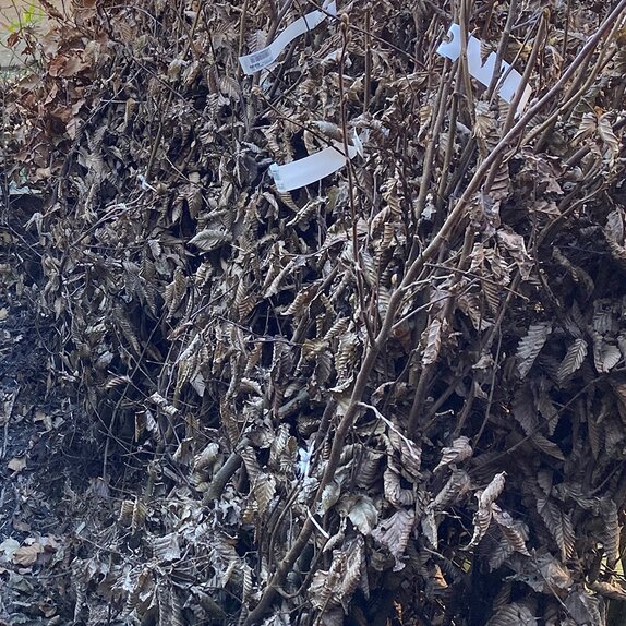 Bare root Hedging Hornbeam (Carpinus betulus) - image 2