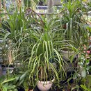 Beaucarnea Guatemalensis