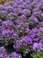 Bedding for Autumn