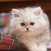 Beds Baskets & Carriers