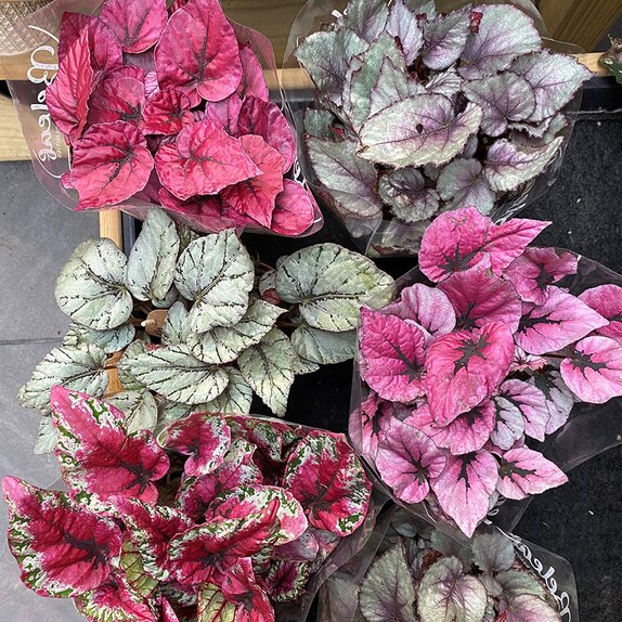 Begonia 'Beleaf' mixed