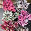 Begonia 'Beleaf' mixed