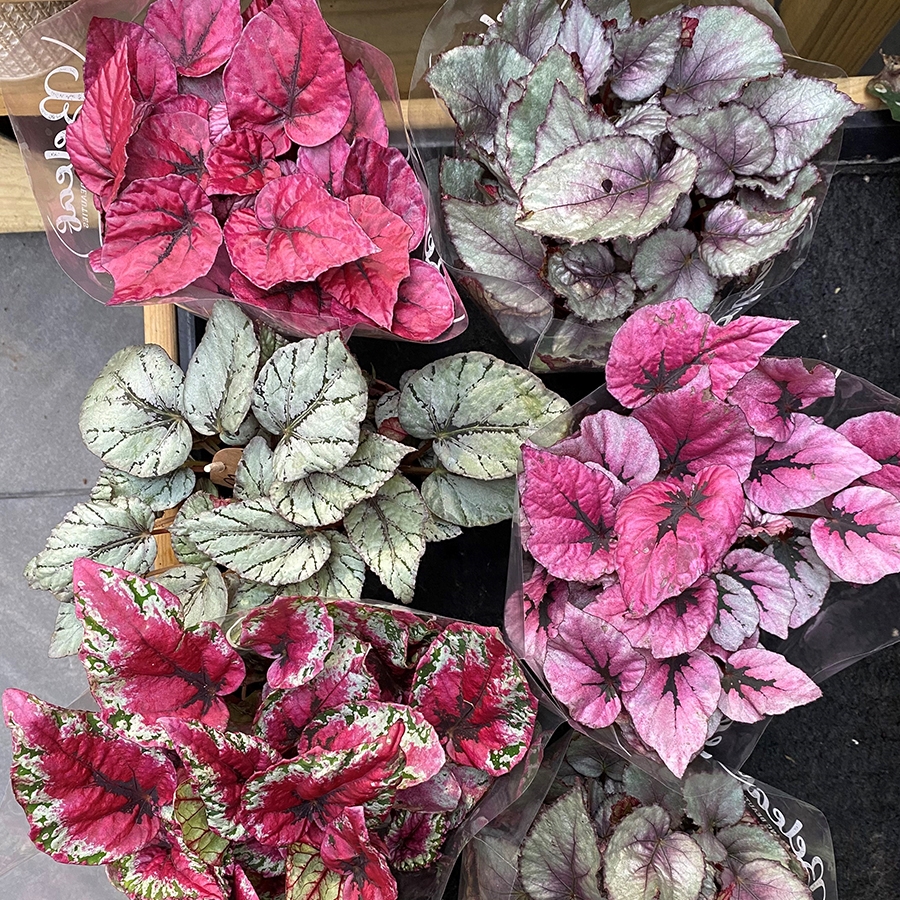 Begonia 'Beleaf' mixed Knights Garden Centres