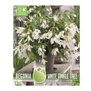 Begonia Boliviensis White Tinkle Tree