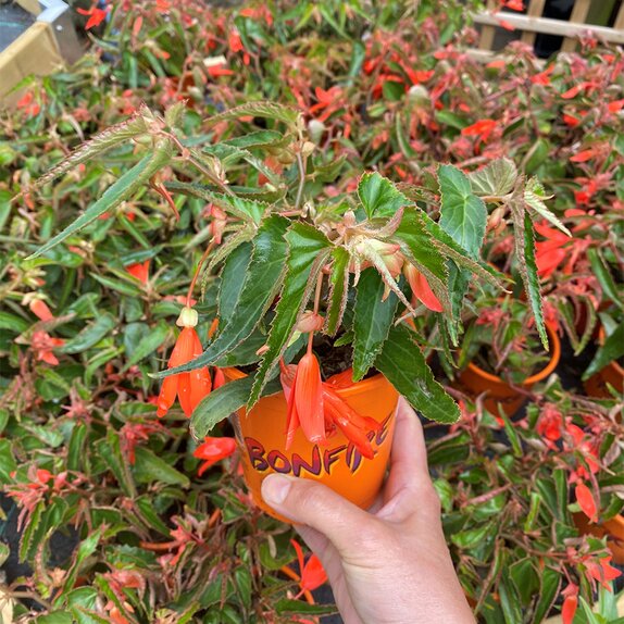 Begonia Bonfire Orange 1 Litre Pot