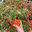 Begonia Bonfire Orange 1 Litre Pot