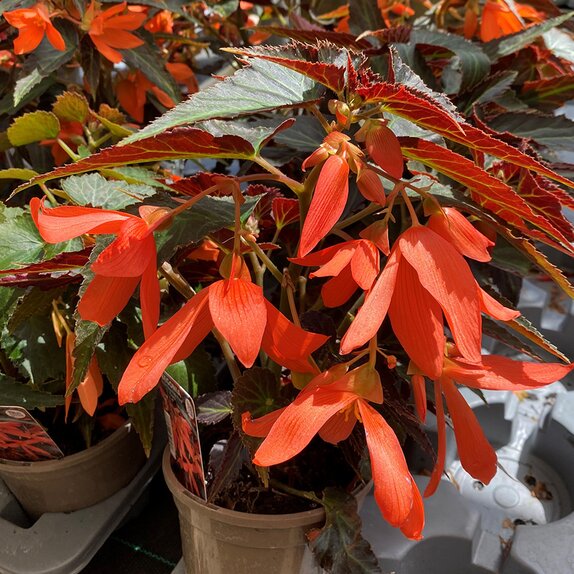 Begonia Bossa Nova Night Fever Papaya