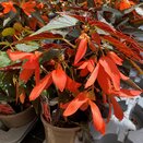 Begonia Bossa Nova Night Fever Papaya