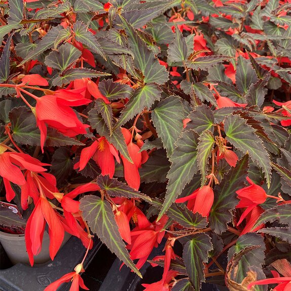 Begonia Bossa Nova Night Fever Rosso
