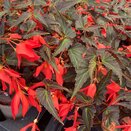 Begonia Bossa Nova Night Fever Rosso