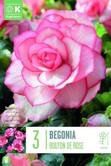 Begonia Bouton De Rose