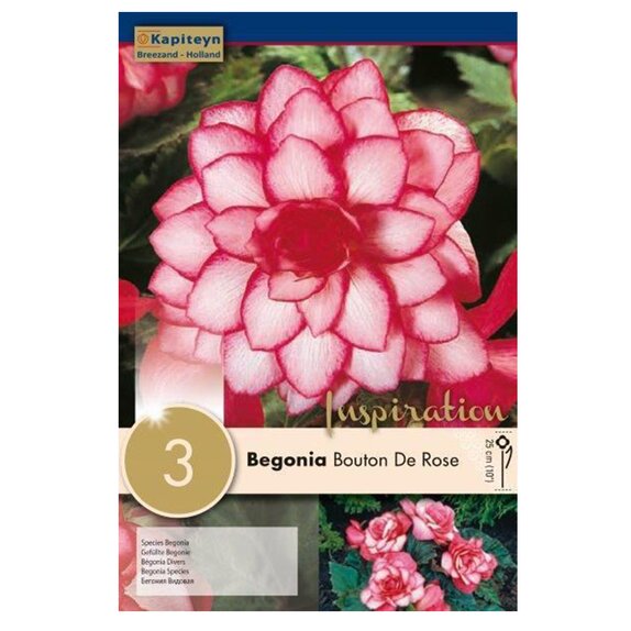 Begonia Bouton De Rose