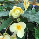 Begonia Chardonnay 1 litre pot