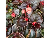 Begonia Dark Leaf Red 6 Pack