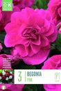 Begonia Double Pink