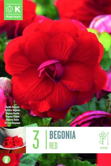 Begonia Double Red