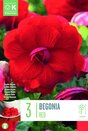 Begonia Double Red