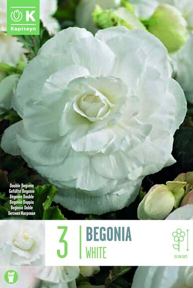 Begonia Double White