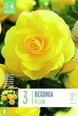 Begonia Double Yellow