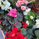 Begonia elatior