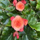 Begonia Esmay Peach 1 litre pot