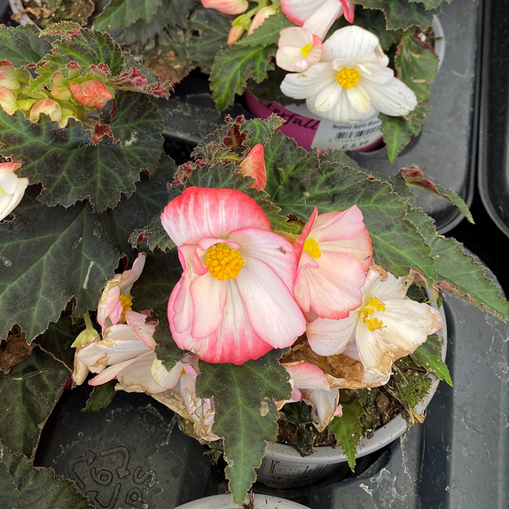 Begonia florencio Apple Blossom