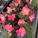 Begonia Florencio Cerise 12cm pot